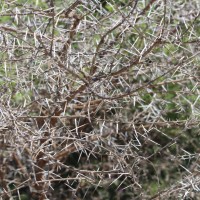 Vachellia planifrons (Wight & Arn.) Ragup., Seigler, Ebinger & Maslin